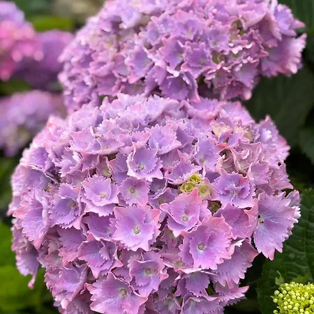 Les Hortensias De Papy * Plozévet